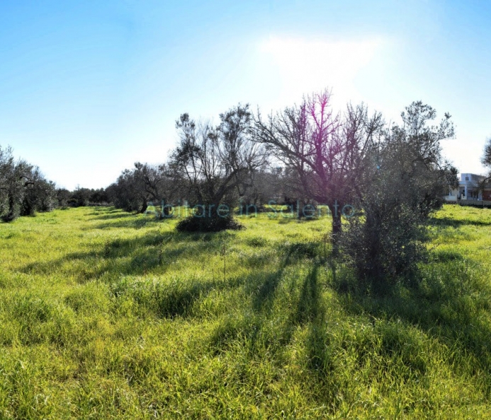Agricultural Land - Olive Grove