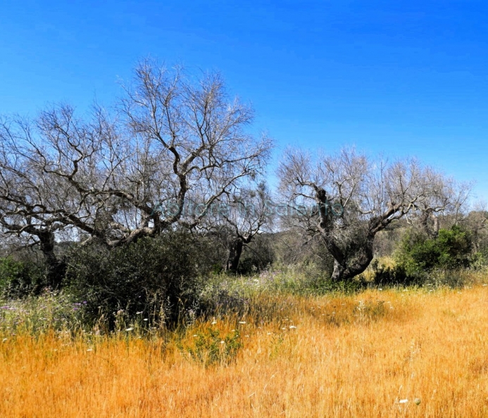 Agricultural Plot of Land