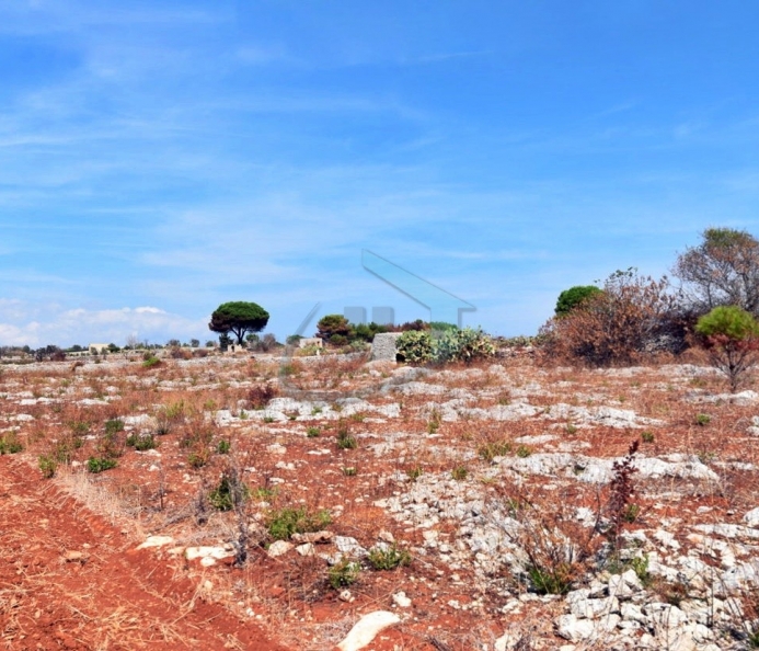 2-Hectare Plot
