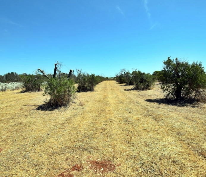 Agricultural Land Close to the Sea