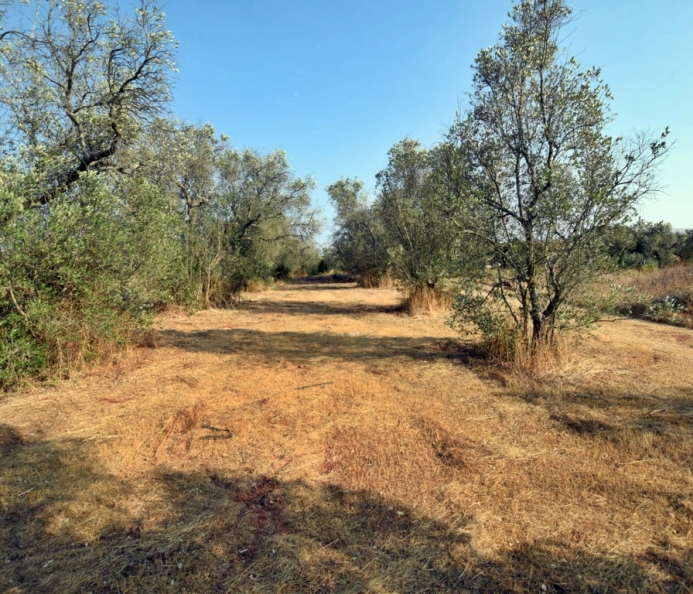 Agricultural Land in the Industrial Area