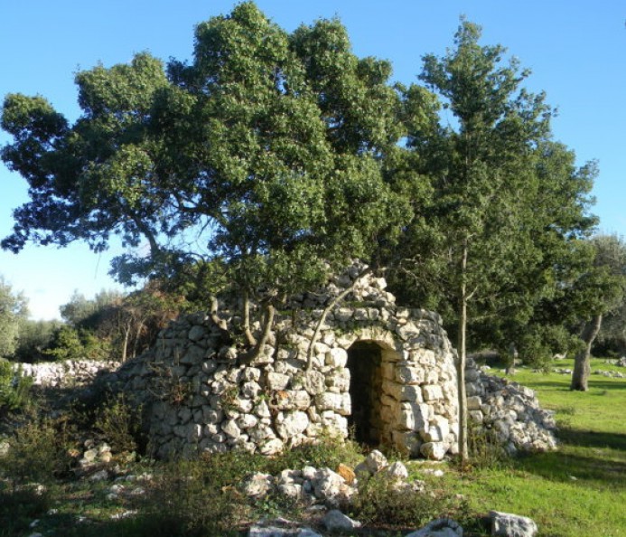 Olive Grove 