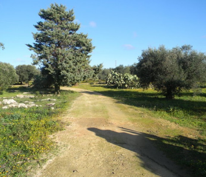 Agricultural Plot Of Land