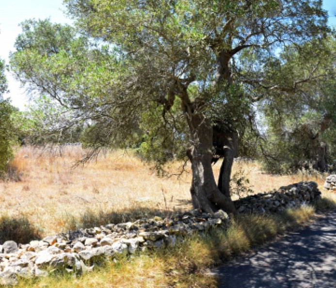 Plot of Land with Sea View