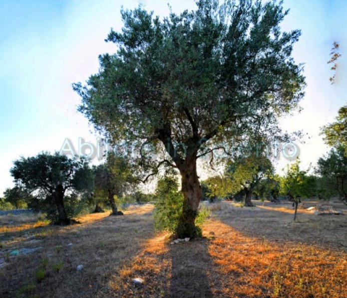 Olive Grove