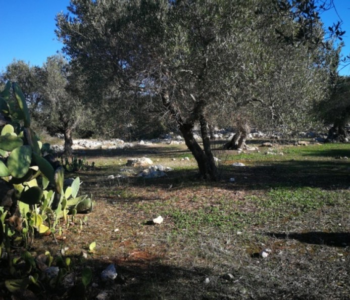 Agricultural Land with Olive Trees
